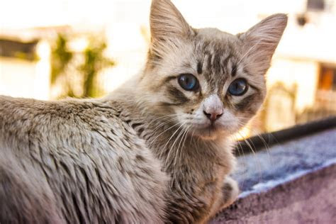gambar membelai anak kucing binatang menyusui fauna cambang