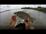 Trends White Bass Fishing Tips most popullar!