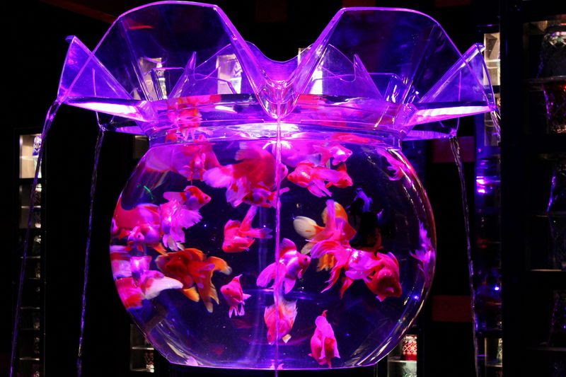 世界遺産 二条城に金魚が舞う アートアクアリウム城 開催ッ 京都府 トラベルjp 旅行ガイド