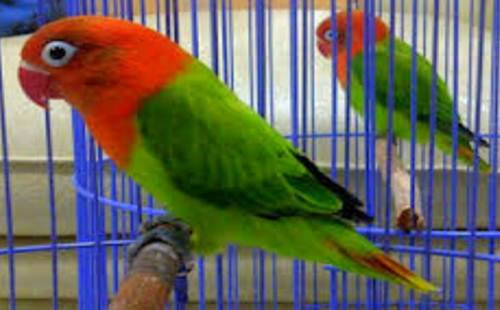  Komunitas pecinta burung lovebird kian hari kian banyak alasannya yakni banyaknya sekarang sering diad Ciri Lovebird Biola dan Harga Terbaru yang Mencapai 22 Juta
