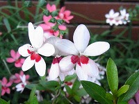 ６月２０日の誕生花 ヒメヒオウギ 姫檜扇 の花言葉 青春の喜び アクセントのある 楽しい思い出 の花 弥生おばさんのガーデニングノート 花と緑の365日 楽天ブログ