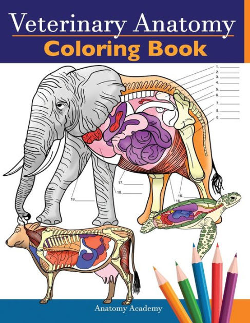 Download Netter S Anatomy Coloring Book Ebook