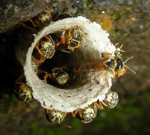 Mini-jataís