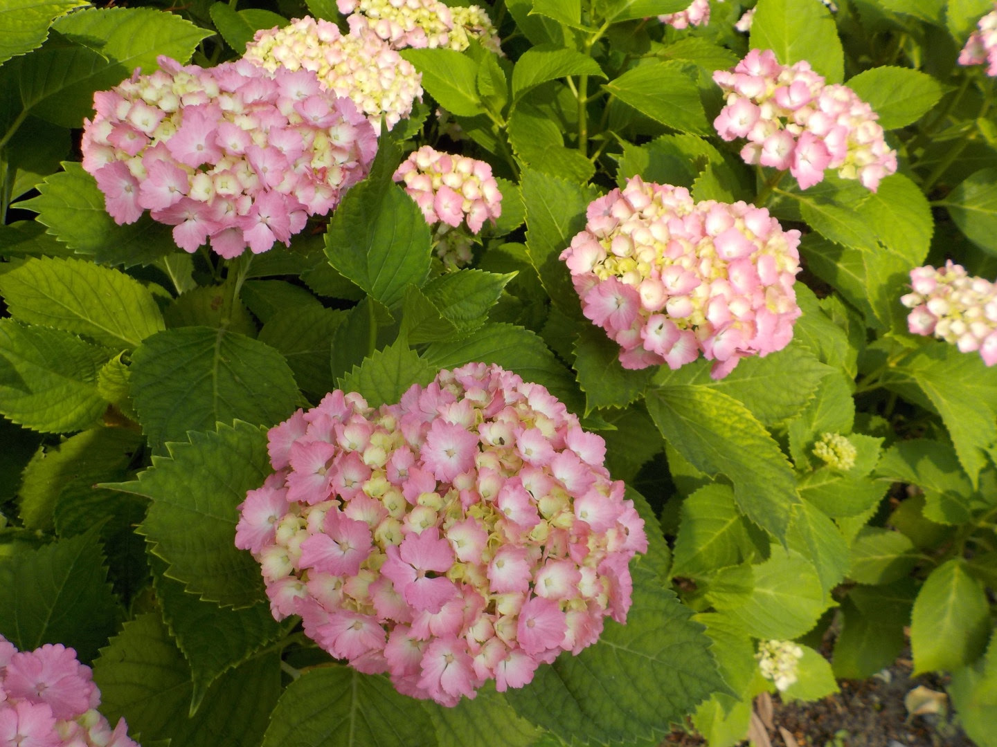 埼スタ花図鑑 6月は梅雨空を彩る紫陽花に癒されて 美園人 みそのびと