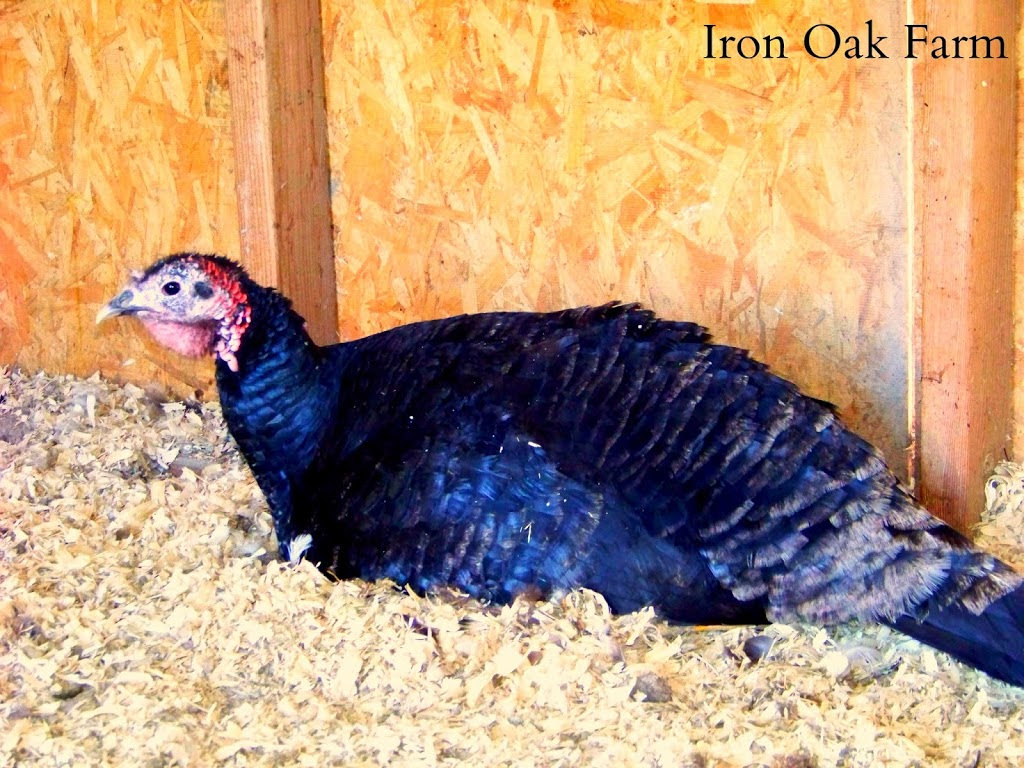 Can you hatch turkey eggs in a chicken incubator