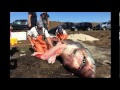 12 Ft Great White Shark Found Dead On Beach Leaves Scientists Puzzled
