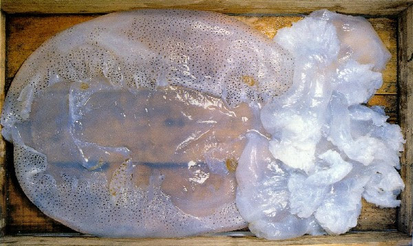 塩蔵くらげ 水産加工品のいろいろ