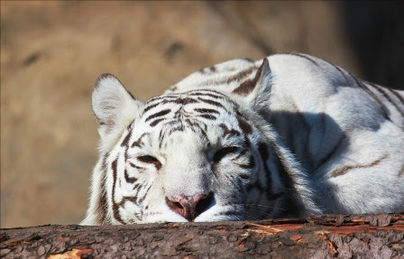 Maskvos zoologijos sodas (Московский зоопарк)