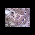 Tendon Diagram Under Microscope - jessica grambsch - What are the functions of the different ... / They are actually heavily composed of connective.