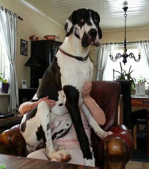 37 Cuddly Big Dogs Think They're Lap Dogs