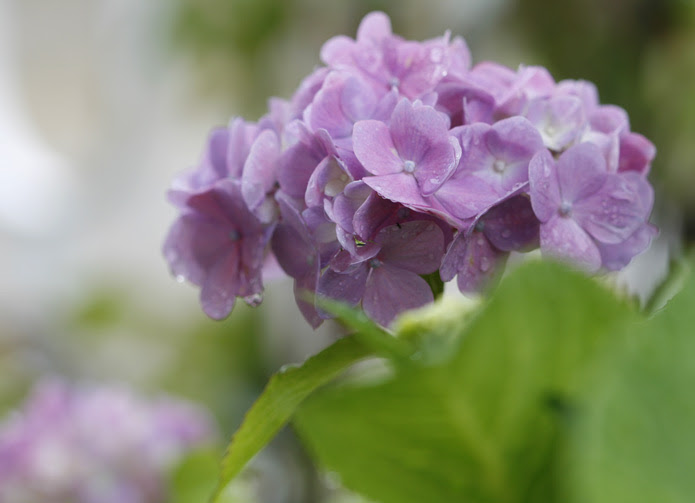 あじさいの写真 天体写真の世界