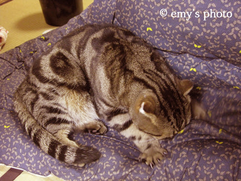 $極楽手帳～写真家＆タロット鑑定士EMYのブログ