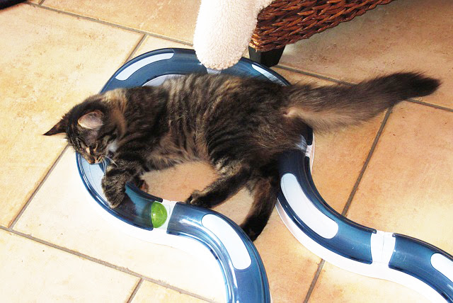 猫の知育玩具おすすめ4選 人気のおもちゃで楽しく遊んでみよう