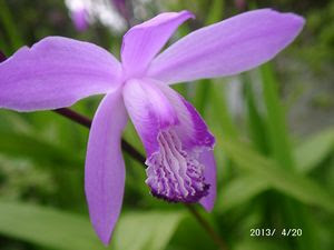 園芸楽 花咲ｊが日頃奮闘している温室園芸 周りの花々の様子をお伝えします