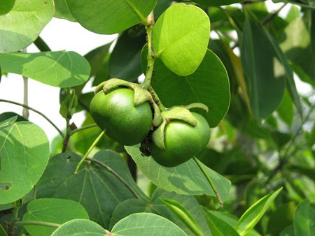 Salah satu cara untuk mengolah buah mangrove adalah dengan membuatnya menjadi dodol