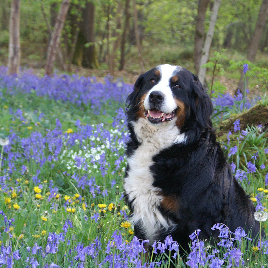 バーニーズマウンテンドッグの価格帯はどれぐらい 飼うのは室外向き 室内向き