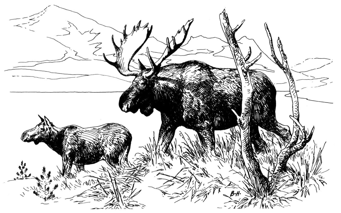Free Moose Coloring Pages