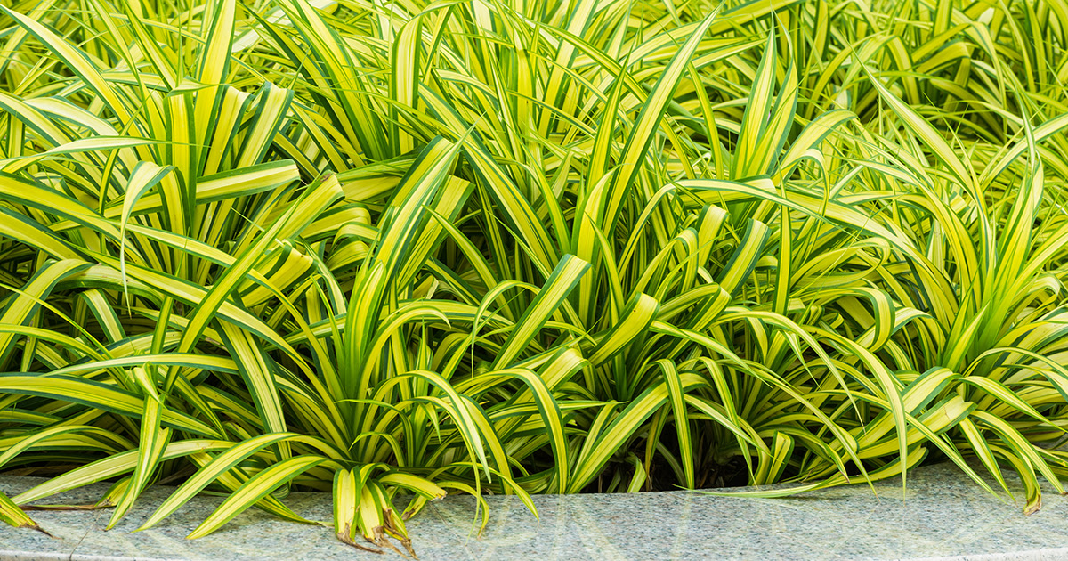 spider plant toxic to cats and dogs