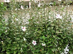 杉並の自然学 植物 ムクゲ