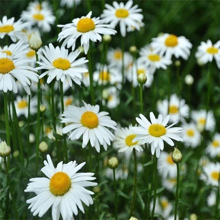 西洋菊 万图壁纸网