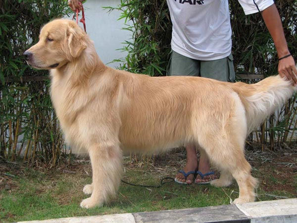 Golden Dream Kennel - Kennel Anjing Golden retriever - AnjingKita.Com