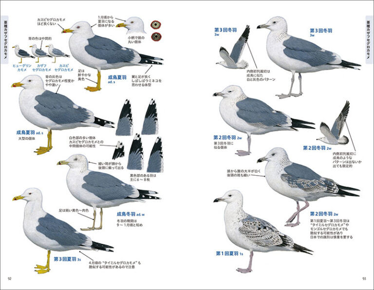 日本のフィールドガイド 鳥