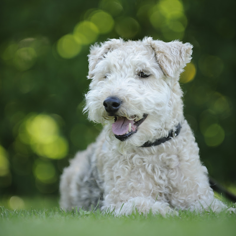 テリア犬は全32犬種 人気の種類と性格 飼い方について