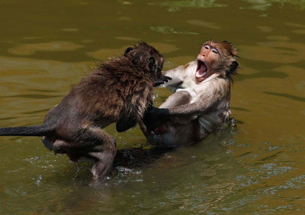 μαιμούδες απολαμβάνουν ένα κρύο μπάνιο σε μια λίμνη κατά τη διάρκεια μιας ζεστής μέρας σε μια αγροτική περιοχή βόρεια της Μπανγκόκ