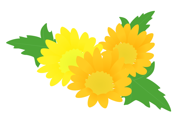 キク 菊 の花 高品質な無料のフリーイラスト素材集