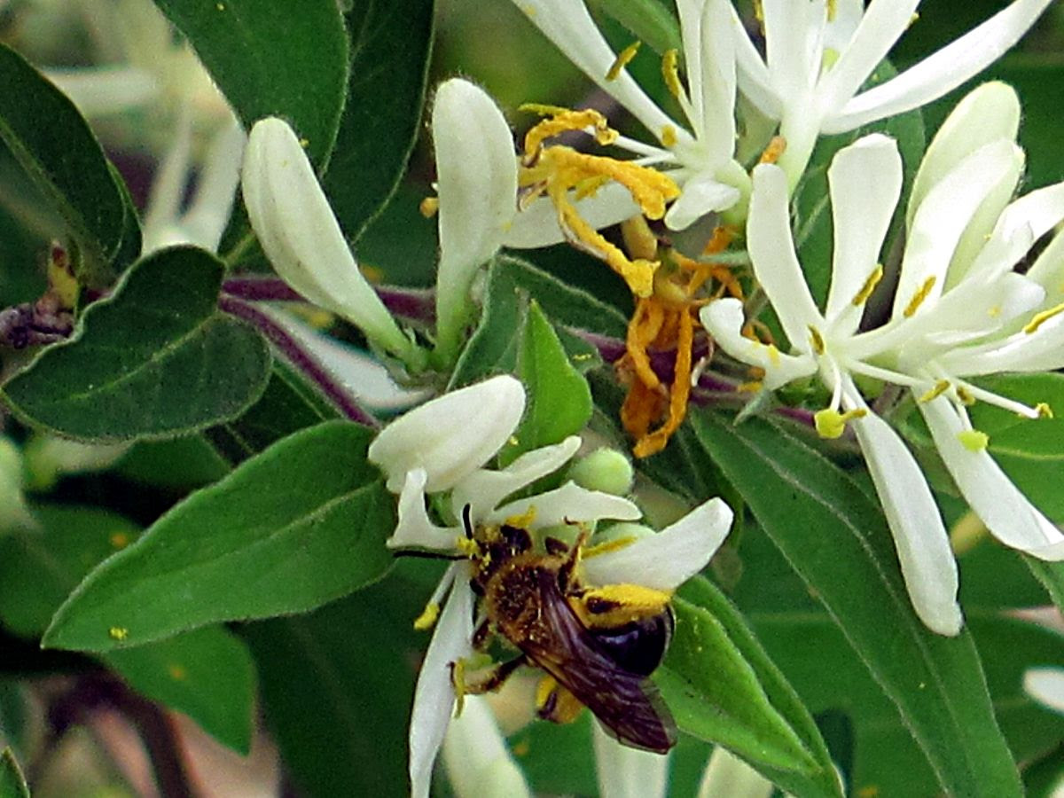 Bee on jasmine photo IMG_7061a_zps1a787498.jpg