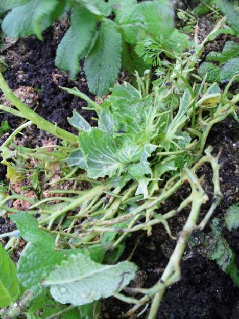 香りの強いハーブには虫が寄 写真共有サイト フォト蔵