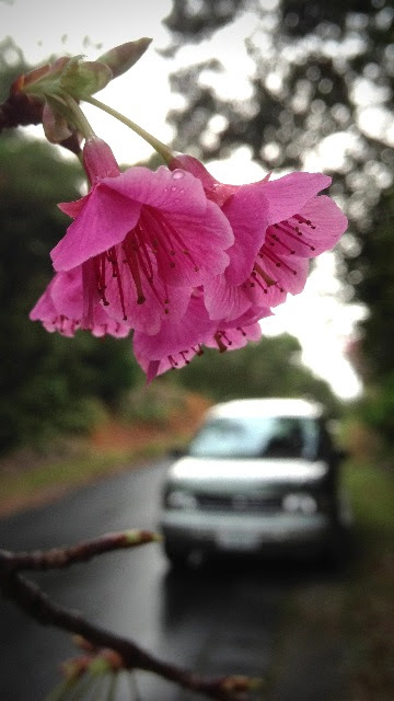 雨模様の山原路。雨粒が滴る桜