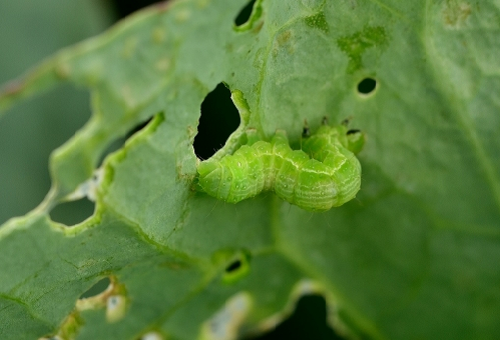 モンシロチョウの幼虫に寄生 見分け方や防ぐ方法 は 蝶の研究室