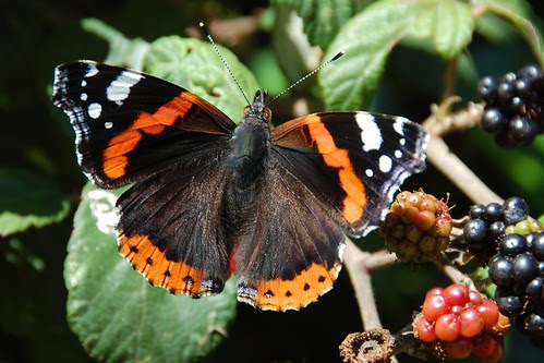 red admiral 2