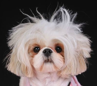 Shih Tzu Haircuts - Miracle Shih Tzu