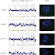 Characterisation Of Animal Cell Lines : A Reference Collection Of Patient Derived Cell Line And Xenograft Models Of Proneural Classical And Mesenchymal Glioblastoma Scientific Reports - Check spelling or type a new query.