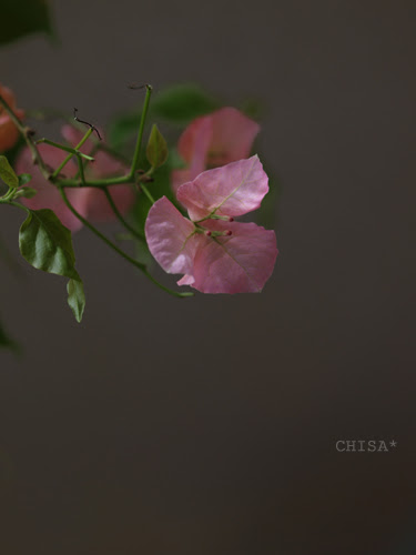 葉っぱみたいな花 ちさのふぉと日記