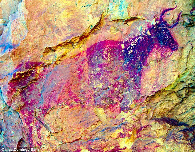 Cave paintings dating from 7,000 years ago have been discovered in Spain, which show hunting scenes including human archers and primitive bulls (pictured) called aurochs