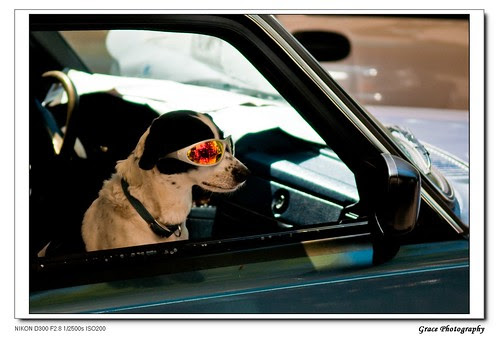 Cool Dog