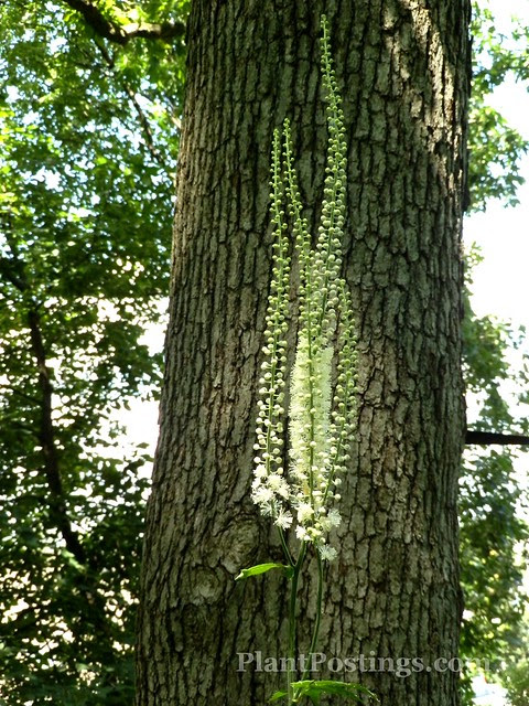 bugbane