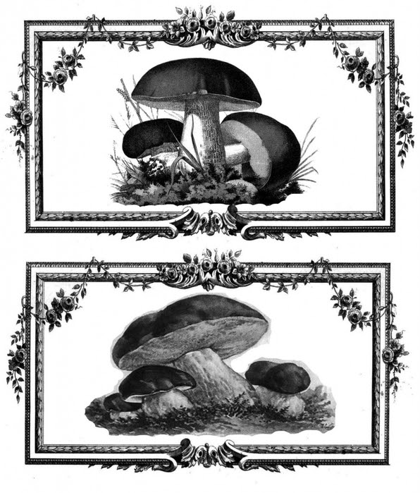 4829436_grzyby (596x700, 263Kb)