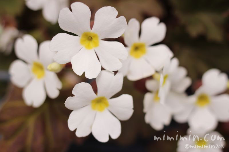 プリムラシネンシス 雪桜 寒桜 花の写真 花言葉 みみみんブログ
