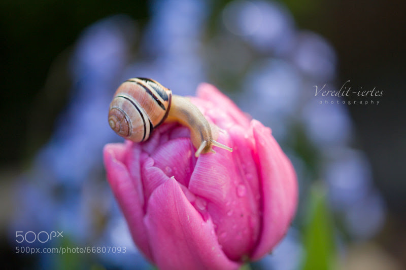 Photograph walking in the rain by Isabella  (veredit) Kramer on 500px