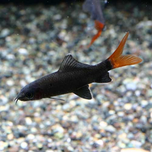 熱帯魚のご紹介 熱帯魚ショップトロピランド