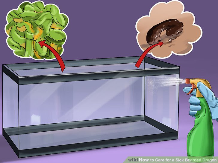 Care for a Sick Bearded Dragon Step 4.jpg
