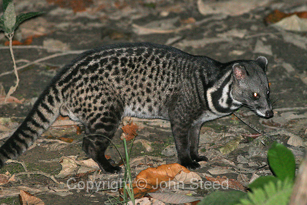 Malayan Civet photo gallery, Cute Malayan Civet pictures, Malayan Civet pictures gallery hd, Malayan Civet photos free, Malayan Civet hd wallpaper
