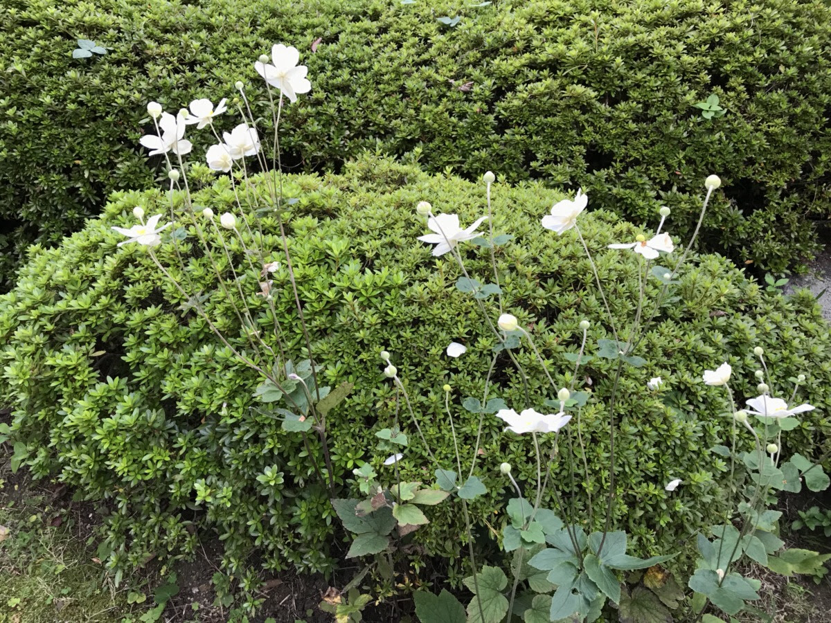シュウメイギクを地植えで育てる栽培のポイント Hanana Tree