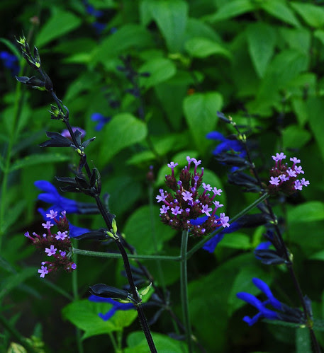 Verbena bonarensis and Salvia guaranitica 'Black and Blue'