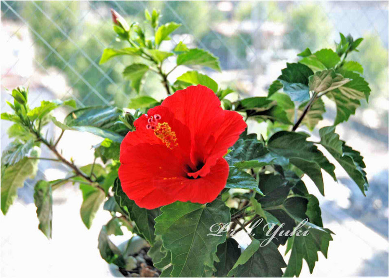 窓際では真っ赤なハイビスカスの花が毎日一輪ずつ咲いています プロフ ユキのブログ