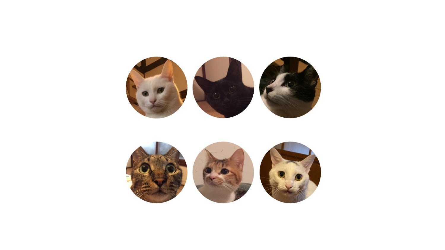 いしまる家の6匹の猫さんたちの性格 u2013 ねこのいえ / いしまるあきこ